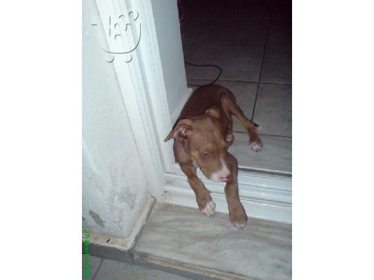 Pit Bull καθαρόαιμo