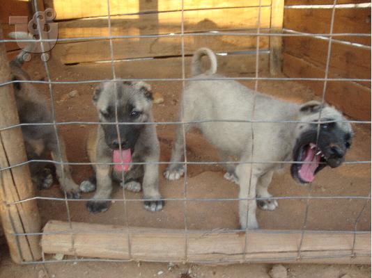 κουταβια kangal