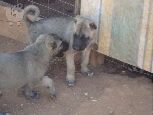 κουταβια kangal