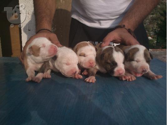 PoulaTo: pitbull