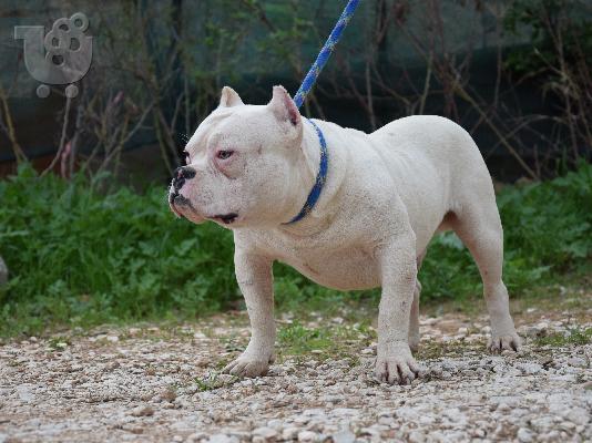 American Bully me "IQ"