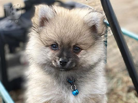 PoulaTo: Spitz mini