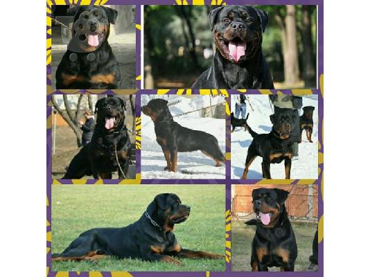 ROTTWEILER