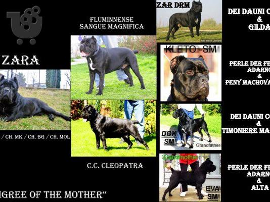 CANE CORSO