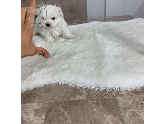PoulaTo: X-MASS φλιτζάνι τσαγιού Maltese150
