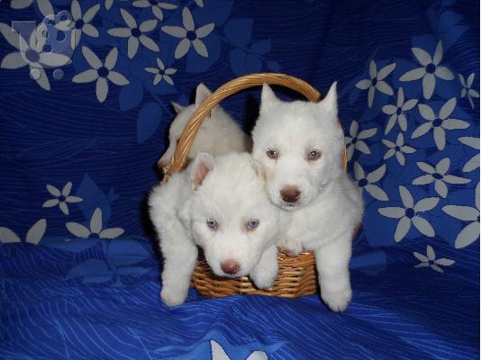 PoulaTo: HUSKY SIBERIAN puppy  ΧΑΣΚΙ ΚΑΘΑΡΟΑΙΜΑ
