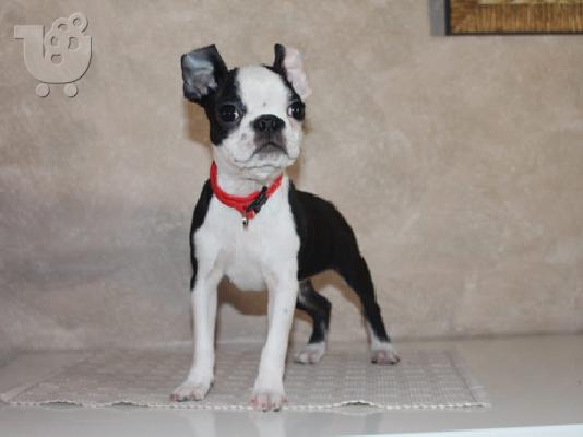 Πώληση κουτάβια Boston Terrier