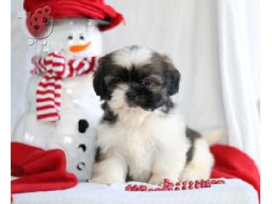 PoulaTo: Shih Tzu κουτάβια προς πώληση