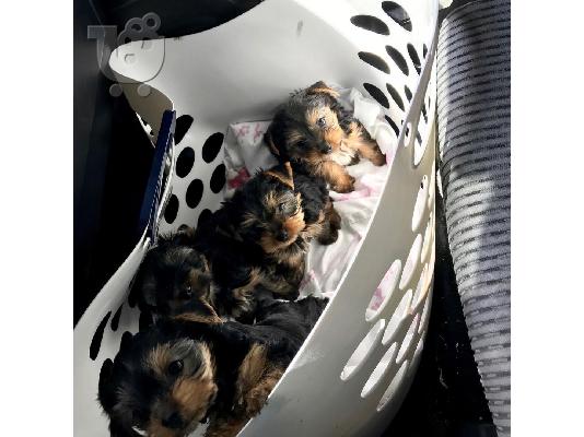 κουτάβια Yorkie