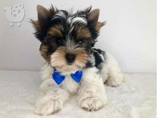 Μικρά κουτάβια Yorkie