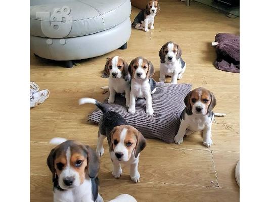 PoulaTo: Κλασικό κουτάβι Beagle προς πώληση