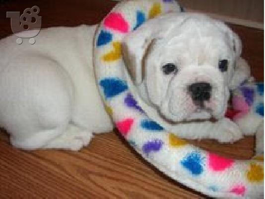 PoulaTo: englishbull κουτάβια για € 300