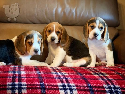 Εδώ παρουσιάζουμε τα υπέροχα κουτάβια Beagle που είναι...