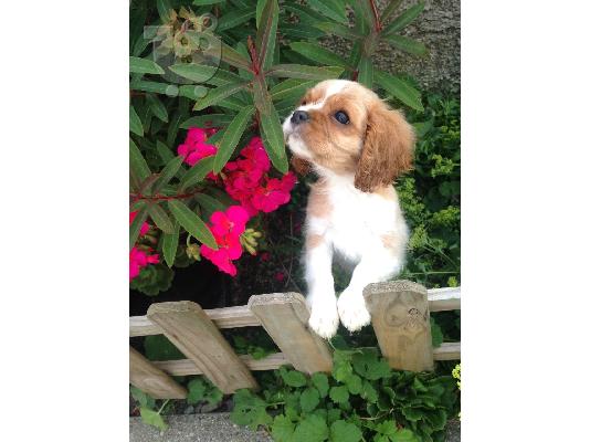 Kavalirski kralj Charles Spaniel