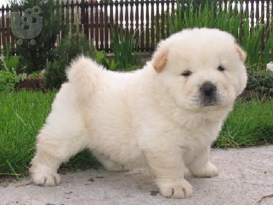 chow chow