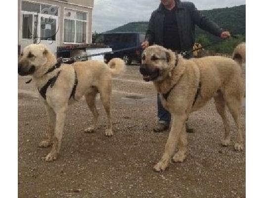 PoulaTo: KANGAL