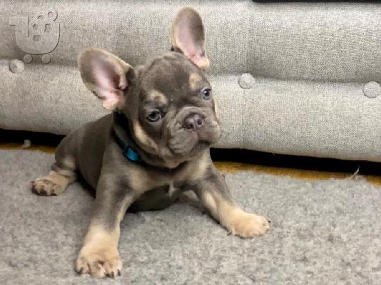Κουτάβια AKC FrenchBulldog+34634098453
