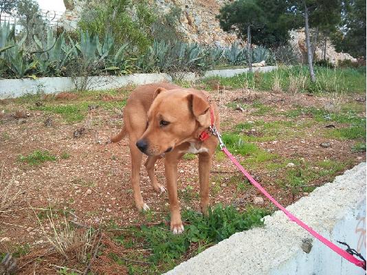 ΠΙΤ ΜΠΟΥΛ ΗΜΙΑΙΜΟ ΧΑΡΙΖΕΤΑΙ