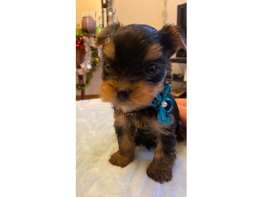 Πώληση κουτάβια Yorkies