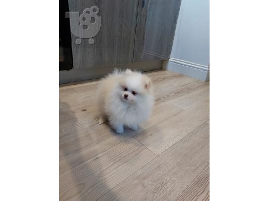 PoulaTo: King of Cavaliers Charles κουτάβια.