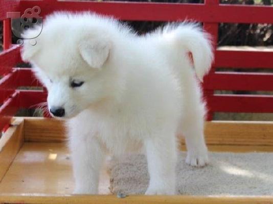 Όμορφα υγιή Samoyed κουτάβια