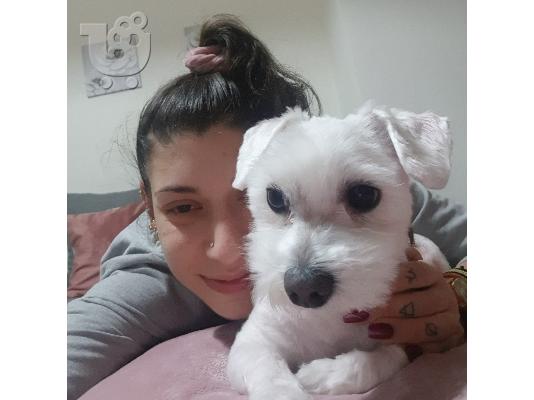 PoulaTo: Σούπερ αξιολάτρευτα κουτάβια της Μάλτας