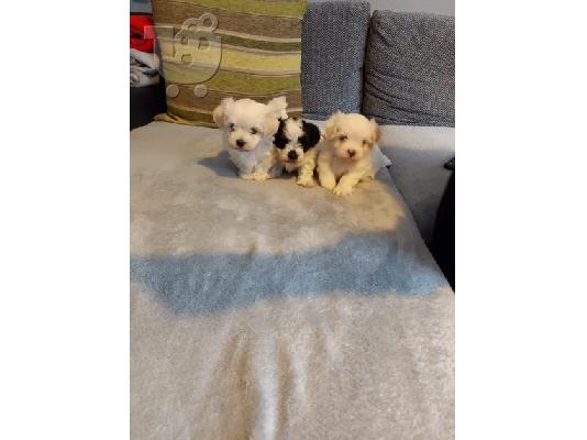 Το αξιολάτρευτο κουτάβι Bichon Maltese είναι πολύ υγιές και παιχνιδιάρικο αγαπά τα παιδιά...
