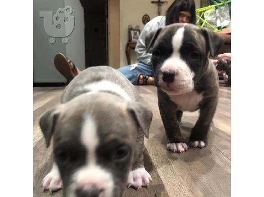 PITBULL