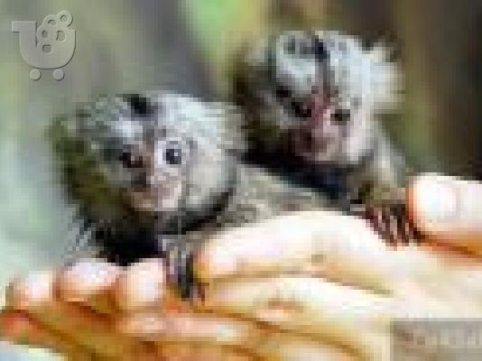 PoulaTo: baby marmoset monkey for 300€