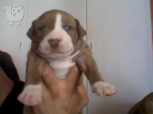 koutavia pit-bull red nose
