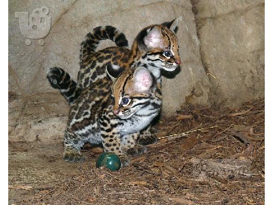 PoulaTo: Ocelot mačići