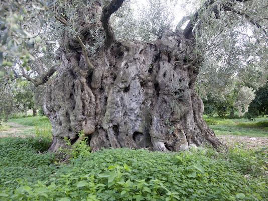 PoulaTo: Επιχείρηση εμπορίας-εξαγωγής παραδοσιακών τροφίμων