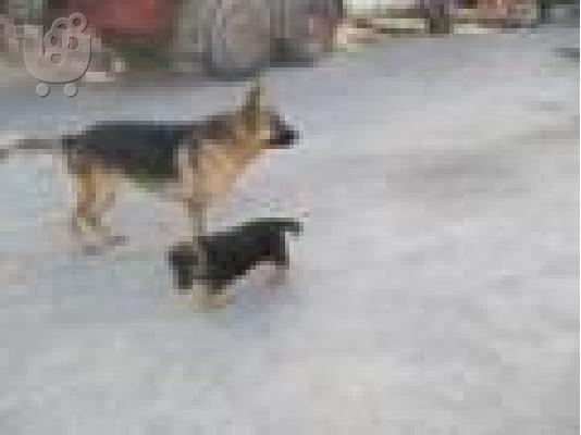 γερμανικα ποιμενικα