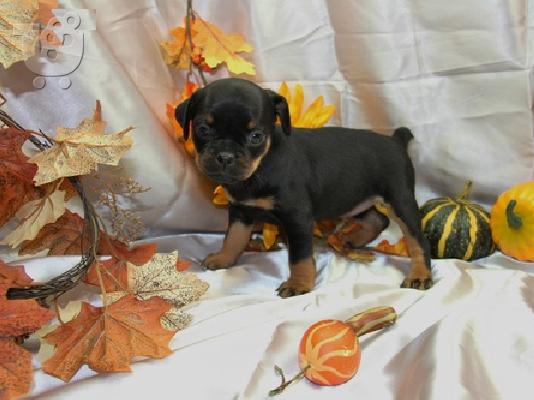 PoulaTo: γλυκό κουτάβι pinscher