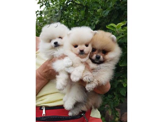 PoulaTo: ΠΟΜΕΡΆΝΙΑΝ  κουτάβια /  pomeranian