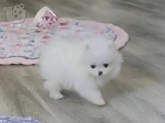 PoulaTo: Pomeranian toy
