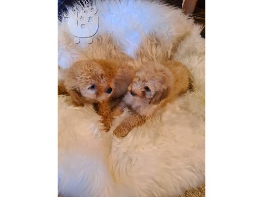 PoulaTo: Labradoodle κουτάβια προς πώληση