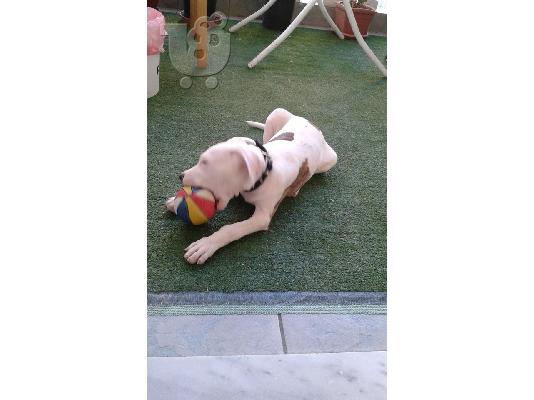 Καθαρόαιμο Pitbullάκι 2 μηνών!