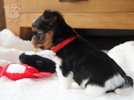 Μικρά κουτάβια Yorkie