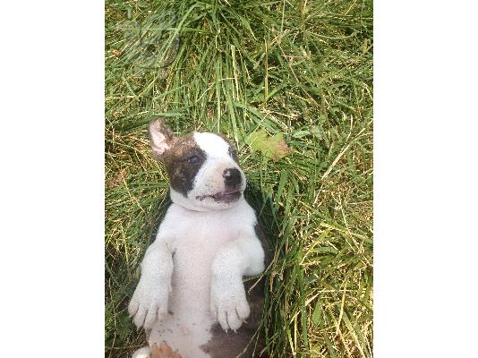 pit bull κουταβια