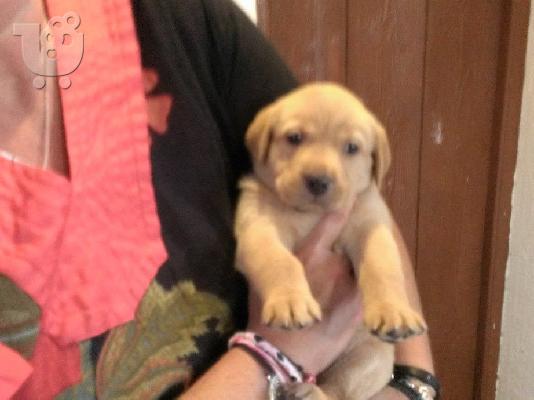 PoulaTo: labrador