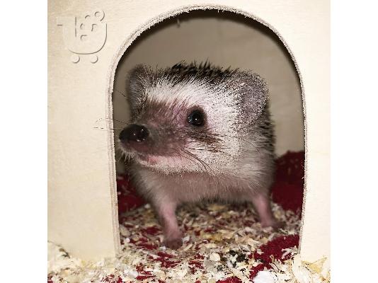 African pygmy hedgehog / σκαντζοχοιράκι