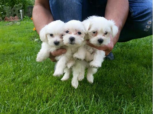 Maltese - Μαλτέζ mini 6979314054---ΡΟΔΟΣ