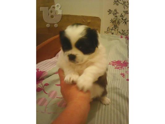pekinoua