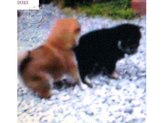 σκυλιά AKITA Ακίτα (Akita) σκύλος, πιστός σύντροφος — Καλλιθέα ...