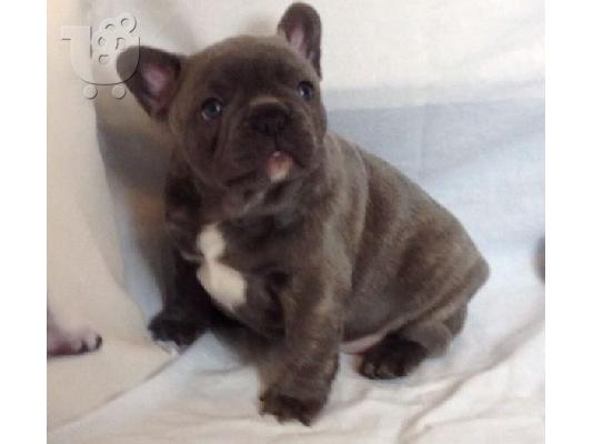 PoulaTo: Gorgeous Frenchie μωρά Kc Καν