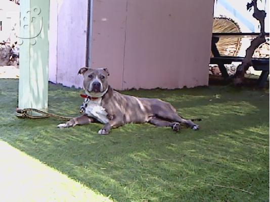 BLUE NOSE X RED NOSE CHOCOLATE KOYTABIA ΚΡΗΤΗ-ΑΘΗΝΑ-ΘΕΣΣΑΛΟΝΙΚΗ