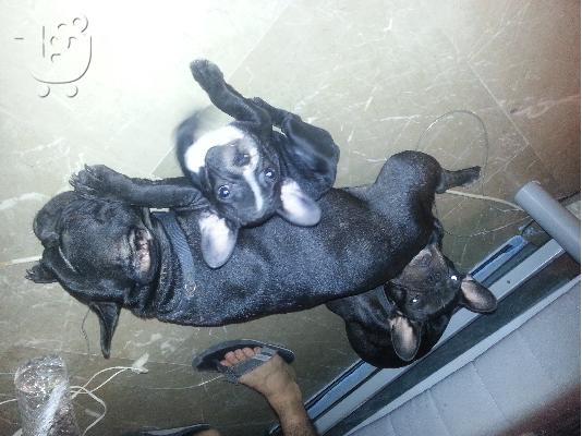 PoulaTo: koritsi bulldog