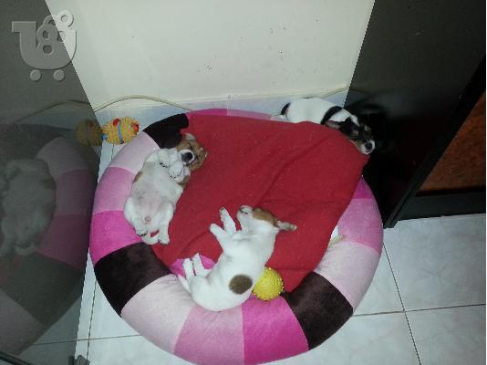 PoulaTo: jack russell