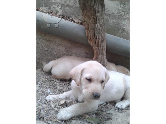 labrador retriever